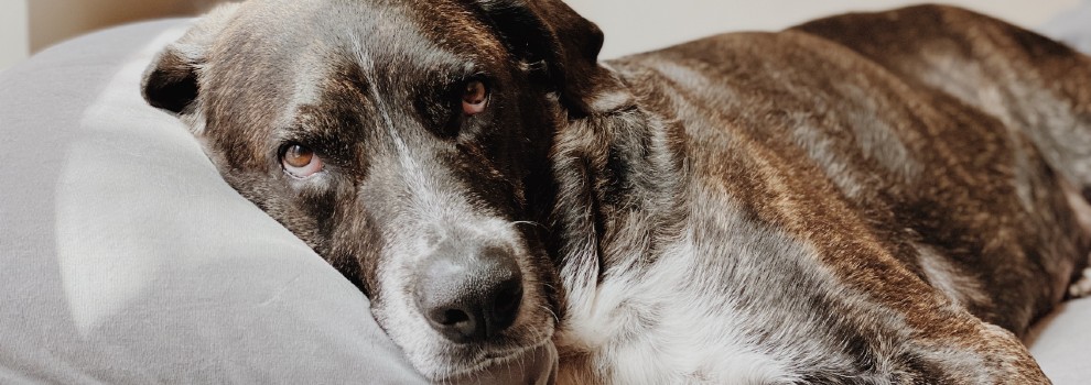 Senior dogs for store seniors